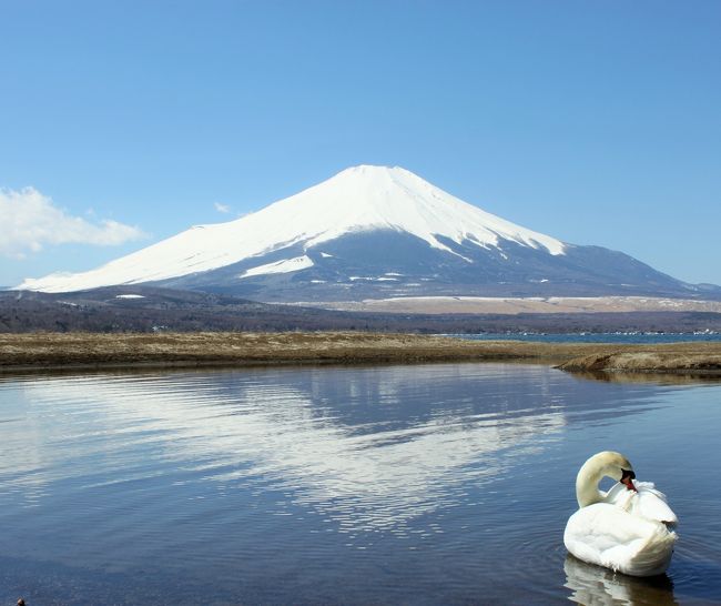 東京滞在中の２日間は富士旅行に当てました。<br />綺麗な富士山を見るのが長年の夢、前回はもひとつでした。<br />丁度晴れの日が続いて、素晴らしい景色に出会えて幸せでした。<br />　