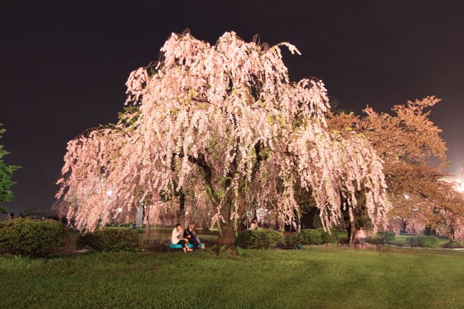 毎年近場でのお花見はしていますが、2012年は何故か無性に桜が見たくてあちこち足を延ばしました。3月の三浦に始まり、4月の奈良・吉野、そしてGWは東北と桜前線と共に北上。東北はせっかくなら北上、角館、弘前のみちのく三大桜を一度に見ようと2泊3日のツアーに参加しましたが、やっぱり欲張りすぎですね。緯度が相当違う3ヶ所、同時に見頃となるはずもなく、場所によってはすっかり散ってしまったあとでした（涙）<br />でもそれも含めて自然、桜を見まくった2012年、ラストを飾るみちのくお花見旅行です。<br /><br />＜5/3＞<br />東京駅(9:40)--やまびこ55号--北上駅(12:32)--北上展勝地【北上川沿いの桜のトンネル】--小岩井農場【一本桜】--盛岡【石割桜】--雫石（プリンスホテル）<br /><br />＜5/4＞<br />雫石--角館【武家屋敷街の黒板塀を彩る枝垂桜】--田沢湖--鰺ヶ沢高原温泉（ナクア白神ホテル＆リゾート）<br />弘前公園夜桜鑑賞<br /><br />＜5/5＞<br />鰺ヶ沢--弘前公園【城跡を埋め尽くす桜】--黒石・こみせ通り--盛岡駅(18:07)--はやて36号--東京駅(20:36)