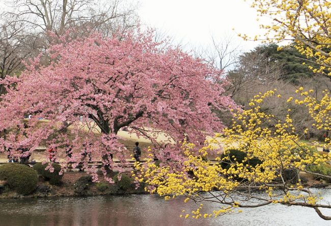 やっと寒さも和らいだ初春の日、東京に旅しました。<br />新宿御苑では早咲きの桜が満開で、一足早いお花見をしました。<br />中二日はいいお天気だったので富士山まで足を延ばしました。<br />素晴らしい富士に出会えて、一生の想い出となりました。<br />