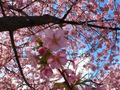 東京　開花宣言記念？　好天の下、河津桜を堪能する　～河津・稲取ショートトリップ～