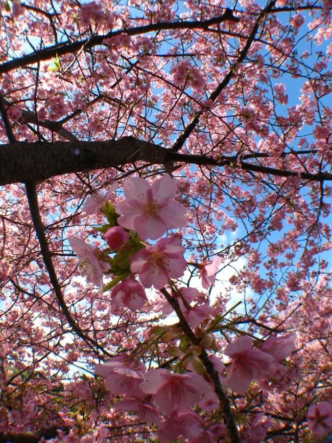 東京　開花宣言記念？　好天の下、河津桜を堪能する　～河津・稲取ショートトリップ～