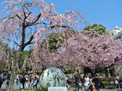 一足早い上野公園のお花見