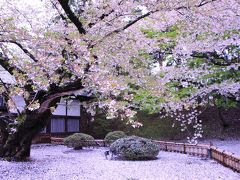 2泊3日みちのく桜旅　（桜に染まる弘前公園）