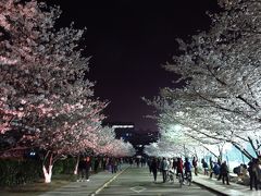 上海★満開の！夜桜見物～♪＠同済大學