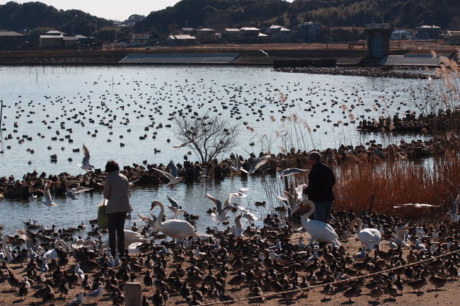 潮来市水原の「白鳥の里」でバードウォッチングを楽しみました。<br /><br />表紙写真は、「白鳥の里」の風景です。<br /><br />※ 2016.10.09 位置情報登録<br />