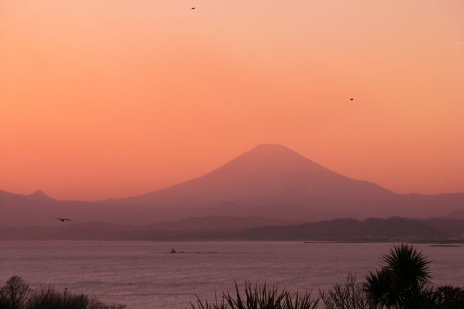例年この時期に夫の関係で神奈川に行きます<br /><br />今回はまだ行ったことのない江の島に行ってみました<br />２月なのに温かくてお散歩には最適<br /><br />江の島タワーのライトアップもあり<br />ロマンチックな夜になると思いきや…<br /><br />