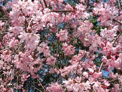 ２０１４年　福岡で観劇　櫛田神社には枝垂れ桜が咲いていました。