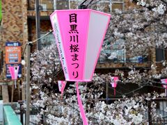 目黒川の桜　開花情報　2014春