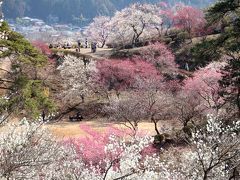 日本一にも選ばれた美しい景色・吉野梅郷 (梅の公園)梅まつり