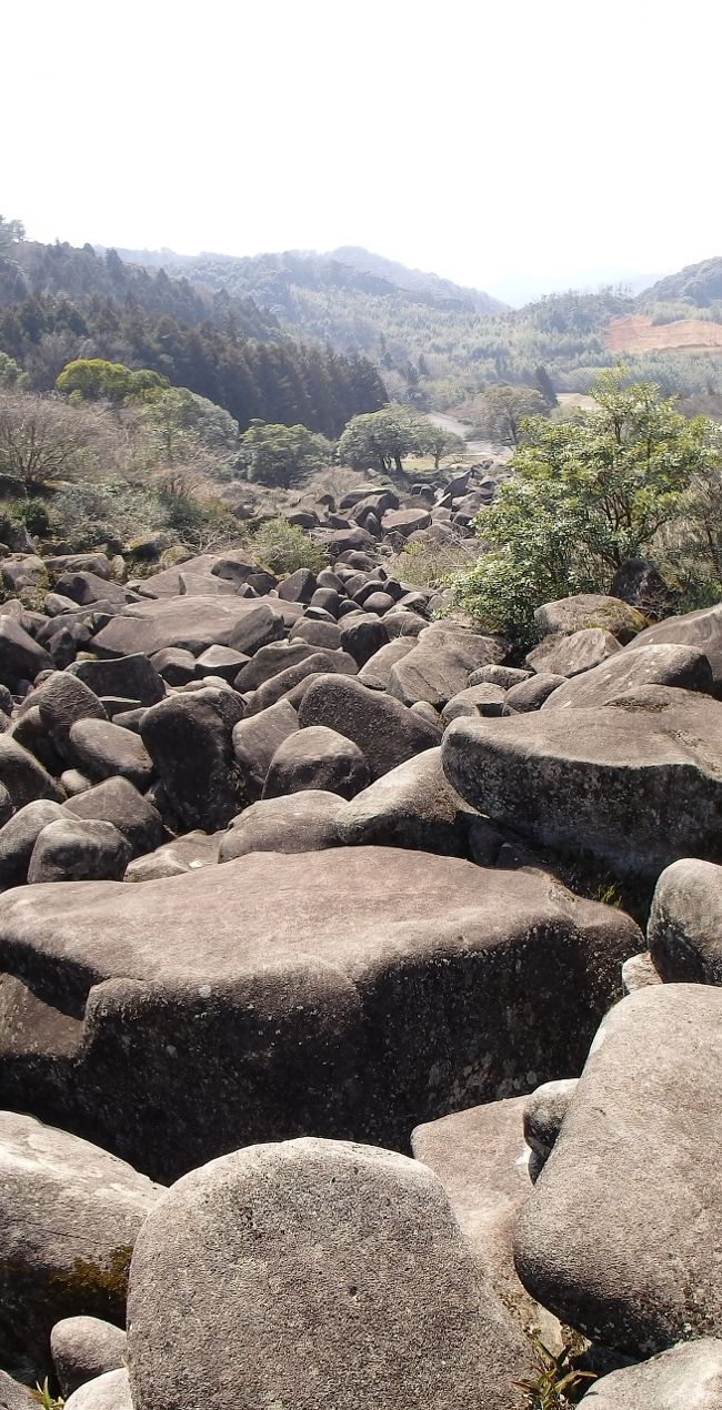 中国道の山口付近の地図を見ていて偶然目にとまった名所です。<br />ネットで検索したところ、日本では希有な「巨石の海」らしいことがわかり、中国道を通ったついでに立ち寄ってみました。<br />（別途、クチコミのほうに道順を記しましたのでここでは、到着後の探索の写真を掲載します）。<br />日本国内で岩がごろごろしている場所というと、海岸、河床、火山のいずれかだと思いますが、ここは、乾いた山肌に広がっており、とにかく珍しい風景でした。生成についてはいくつか説があるらしいです。<br /><br />岩はしっかりして固定していて転がる心配はありませんが、深さ2ｍにも及ぶようなクレバスのような隙間がいたるところにあり、転落しないよう細心の注意を要します。<br />夏場は穴の中から蛇が出そうなところですが、本当に生息しているかどうかは不明です。<br />繰り返しますと、絶景と言えるほどのスケールではありませんが、死ぬまでに一度は見ておきたい風景だと思います。