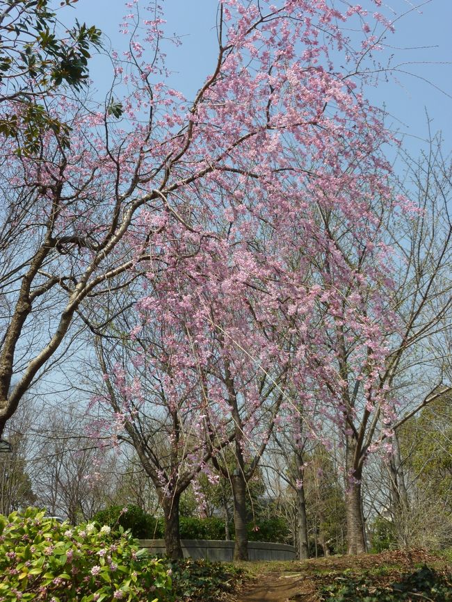 地下鉄の木場駅から徒歩５分ほどのとこにある木場公園へ行ってきました。<br />ソメイヨシノはまだ咲き始め。しだれ桜はほぼ満開。他にもたくさんの花が綺麗に咲き誇っていて春爛漫な雰囲気を堪能してきました。