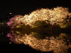 官兵衛も愛した（であろう）福岡城の桜、夜空に咲き誇る。