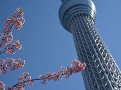 東京スカイツリーと河津桜