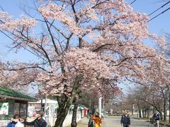 醤油の町・野田市と清水公園の花を巡る