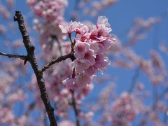 上野公園、隅田公園の大寒桜