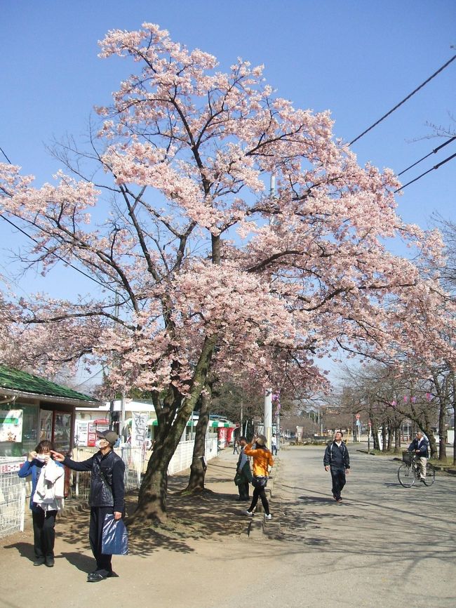 暖かな陽気と桜の開花だよりに、またふらりと出かけたくなりました。<br /><br />東武鉄道のHPを見ていましたら、野田周辺のオススメまち歩きコースがあり、なかなか良さそうです。<br />、<br />日本の桜の名所100選になっている清水公園は、10年以上前次女が小学校の遠足で行った記憶があります。アスレチックで記念写真を撮ってきたような・・・？<br /><br />満開の桜・・となると混みあうでしょうが、今ならそうでもないかしらと行ってみました。<br /><br />