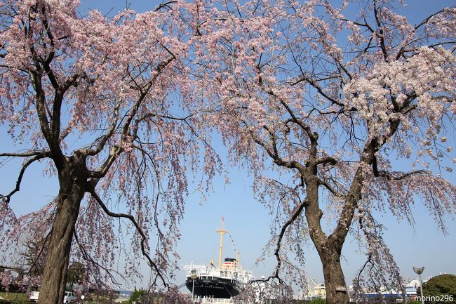咲いたかな 横浜の桜ウォッチング 横浜 神奈川県 の旅行記 ブログ By Morino296さん フォートラベル 咲いたかな 横浜の桜ウォッチング 横浜 神奈川県 の旅行記 ブログ By Morino296さん フォートラベル
