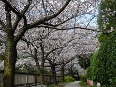 伊東温泉　松川遊歩道の染井吉野は、ほぼ満開　見頃を迎えています　２０１４年３月２９日