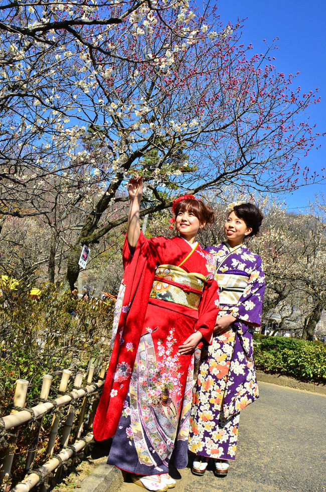 東海屈指の梅林が岐阜市街にある梅林公園。<br />広大な敷地に梅紅梅約600本、白梅約700本が植えられ。<br />その種類は50種類以上にのぼっています。<br /><br />毎年3月第１の週末に『ぎふ梅まつり』が開催されまてましたが<br />今年久しぶりに来ましたが、祭りは3月中旬<br />2014年は3月15日（土）・16日（日）にて。<br />3月中旬頃以降から見頃になります。<br />そのため、２週に渡って立ち寄りました。<br /><br />今回、「ぎふ梅林梅まつり」にこだわり過ぎたが<br />来年は、いろんな梅を探しに散策する事を感じました。<br /><br />柳ヶ瀬・美殿町〜梅林公園には人力車も運転されるほか<br />公園内ではダンス、合唱、手品、梅盆展などを開催、<br />芝生の大きな広場や蒸気機関車のD51が展示してあったり、<br />また各種遊具もあって遊園地としても<br />多くの子供たちの楽しく過ごされました。