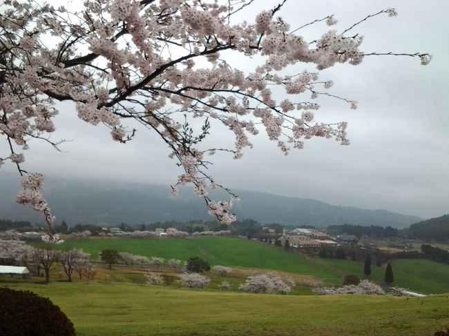 霧島連山を背に桜で囲まれた高千穂牧場を撮りたいと思いやって来ました。が､雨、雨、雨、次の機会に致しましょう。