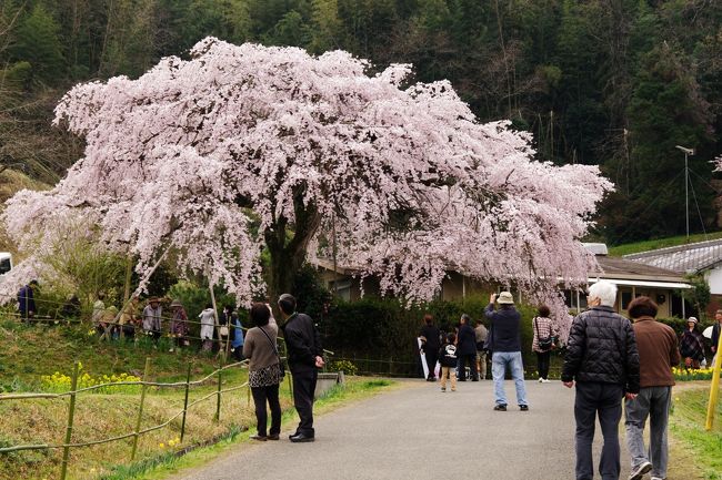 綾川町西分の民家の庭先に咲く枝垂れ桜を今年も愛でて来ました。<br /><br />ソメイヨシノに先駆けて咲くエドヒガン。<br /><br />樹齢は約40年、高さは約12ｍ、枝は直径約16ｍにわたって広がっています。<br /><br />ちょうど「よもぎ餅」や「イノシシ汁」などの販売もあるということで、早めに出かけました。