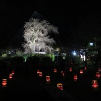 2014早春！京の旨いもの巡り＜第1日よる＞錦市場→東山花灯路