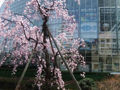 六本木(毛利庭園)・恵比寿しだれ桜・目黒川川面の桜・元住吉の桜