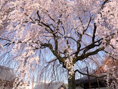 京都を歩く(189)　降り注ぐ桜のシャワー　早咲き枝垂れ桜を巡る