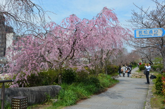 今週は急に気温も上がり思ったよりも早く桜の開花が始まりましたね。<br />本日は、通勤定期の購入などがありスタートが遅くなりましたが<br />京都へぶらりと行ってみました。<br />本日は、まず三条から四条へ下り祇園白川沿いを平安神宮まで<br />平安神宮から先週と同じような行程で金戒光明寺から真如堂へ<br />真如堂から向かいにある宗忠神社へ<br />宗忠神社から吉田山を越えて吉田神社へ<br />吉田神社から百万遍へでて京都御苑へ行く予定でしたが<br />ふくらはぎが張ってきたため早めの帰宅となりました。