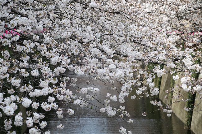 昨年に続き、さくらを見に目黒川を散策してきました。<br /><br />今年は、さくらを見がてらイタリアンをいただきました。最高の幸せです。<br /><br />オードブル４種に始まり、パスタ２種、お肉料理、デザート。場所は、中目黒のルンゴフューメです。<br /><br />http://lungofiume2011.jimdo.com/<br /><br />食後に７分咲きとなったさくらを鑑賞しました。小一時間歩き、運動不足を解消しました。<br /><br />夕食は、地元の居酒屋オリエンタルで寿司、蟹、七輪焼き、ホタルイカを食べて今日を締めくくりました。