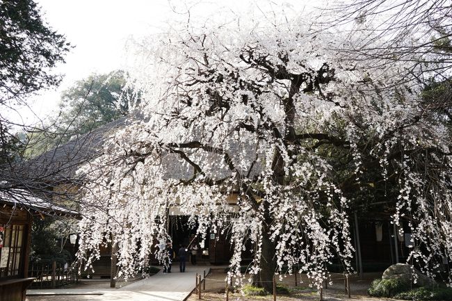 茂林寺って知ってます？<br /><br />分福茶釜で有名な寺なんだけど、いつ行っても閑散としている。でもね、実は知る人ぞ知る桜の名所でもある。まあ千鳥ヶ淵みたいにメジャーじゃないけど、ここのシダレザクラはかなり見ごたえがありますよ。しかもマイナーだから人も少ない。だから、ゆっくり花見ができるわけ。<br /><br />今日の時点で開花状況は8分咲きくらい。今ならまだ間に合いますから、時間はあるけど行くところが決まってないなんて方は、出かけてみてはいかがでしょうか。<br /><br />近くに恩田家という美味しい鰻の店もありますよ（笑）<br />なお写真のコメントは割愛させてもらいます。<br /><br />茂林寺<br />http://www7.plala.or.jp/morin/<br /><br />恩田家<br />http://tabelog.com/gunma/A1002/A100204/10000946/