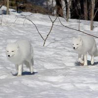 ユーコン 極北＆オーロラ（3/全5）： クルアニ国立公園 → ホワイトホース（野生動物保護区）