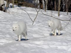 ユーコン 極北＆オーロラ（3/全5）： クルアニ国立公園 → ホワイトホース（野生動物保護区）