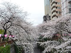 続報　2014春　一気に咲いた目黒川の桜　　七分から八分咲き