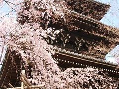 ’14　京都の桜めぐり(２)
