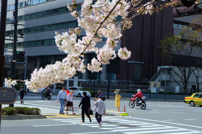 今年も日比谷公園に春が来ました。。<br /><br />日比谷公園<br />http://www.tokyo-park.or.jp/park/format/index037.html