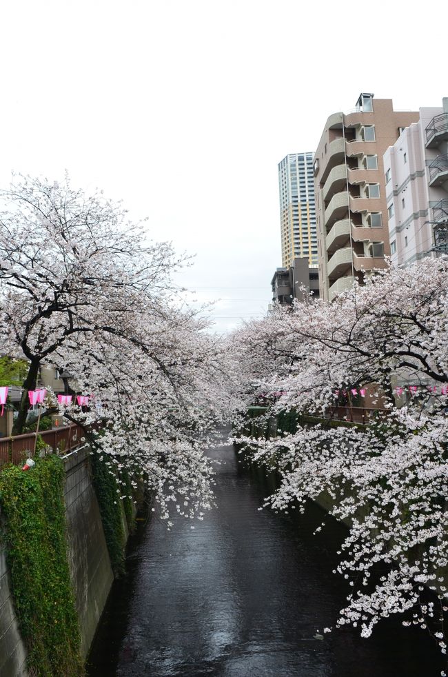 続報　2014春　一気に咲いた目黒川の桜　　七分から八分咲き