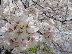 桜通りの桜