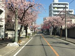 高丘の早咲き桜の三日間