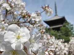 京都（’11 花見)
