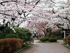 都内で美味しい食事と雨のなか桜見物