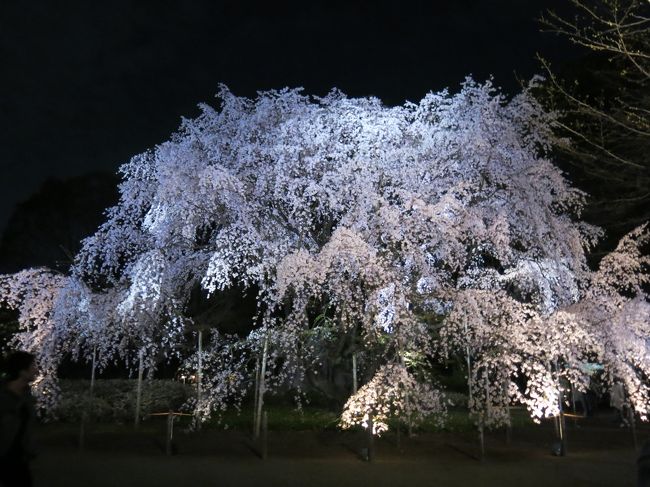 桜を見ると、不思議とみんな笑顔になる。<br />ソメイヨシノの郷、染井の地に咲く枝垂れ桜を見に行きました。<br />いいね、東京！