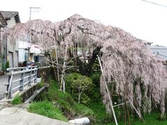 樹齢百年以上の見事な枝垂れ桜（大阪府和泉市若樫）