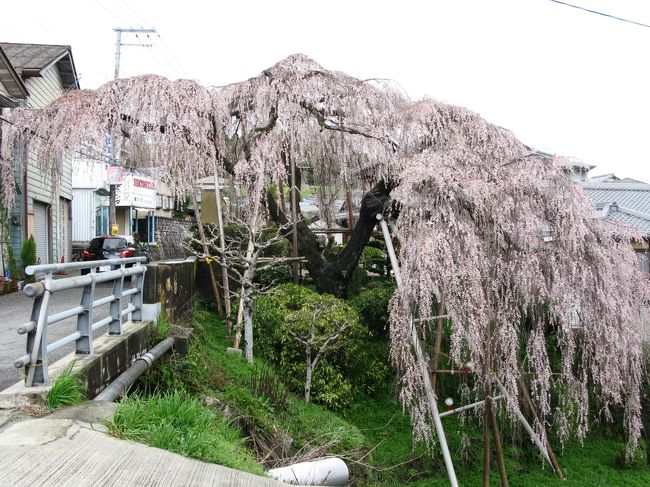 樹齢百年以上の見事な枝垂れ桜<br />大阪府和泉市若樫の国道１７０号沿いに咲いています。