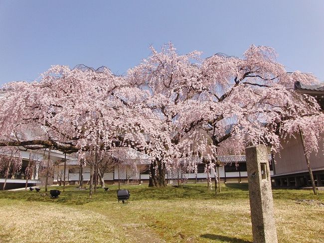 京都（’12 花見)