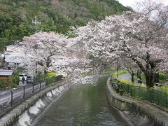 歩いて疎水周辺の桜を見に行くつもりが琵琶湖まで行ってしまった話