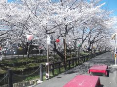 川越市氷川神社裏のさくら