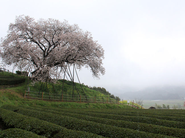 春の訪れを告げる桜、バスツアーでお花見に行ってきました。<br /><br />写真は丘の上の百年桜<br />