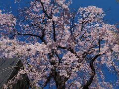 樹源寺（横浜市保土ヶ谷区保土ヶ谷町3）の枝垂れ桜