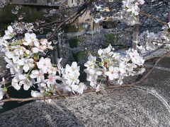 目黒川の桜*2014